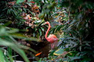 Do like the flamingo - Eat beta-carotene and get a nice tan